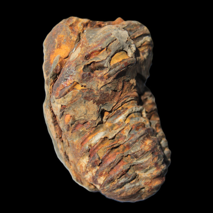 Trilobites Rocks and Things