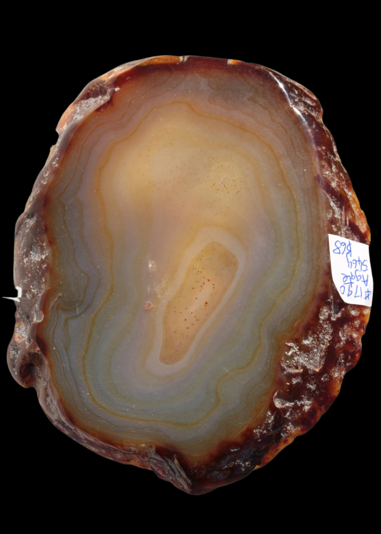 Agate geode slice 546g - Rocks and Things Store