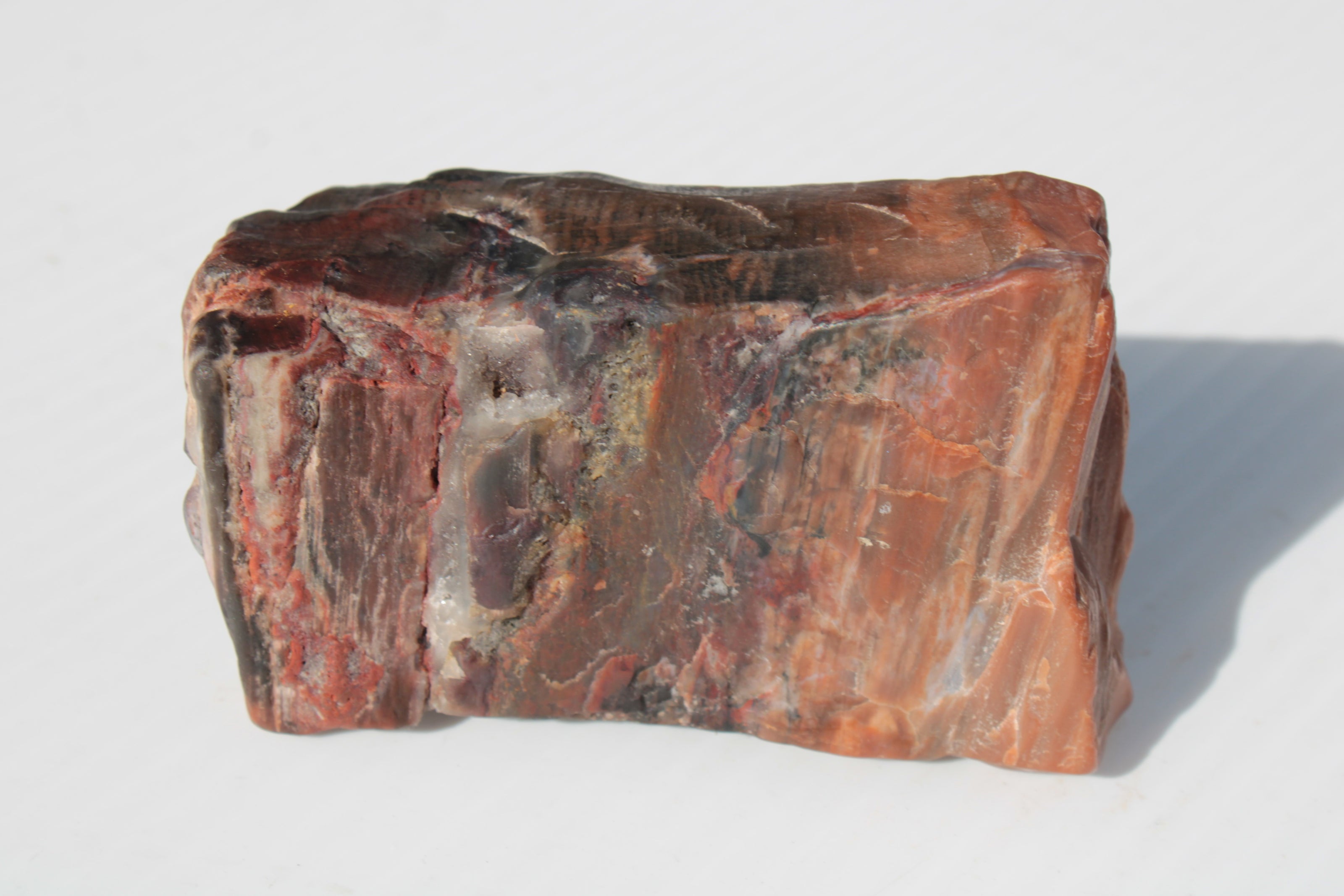 Petrified Wood from Xinjiang China 224g Rocks and Things