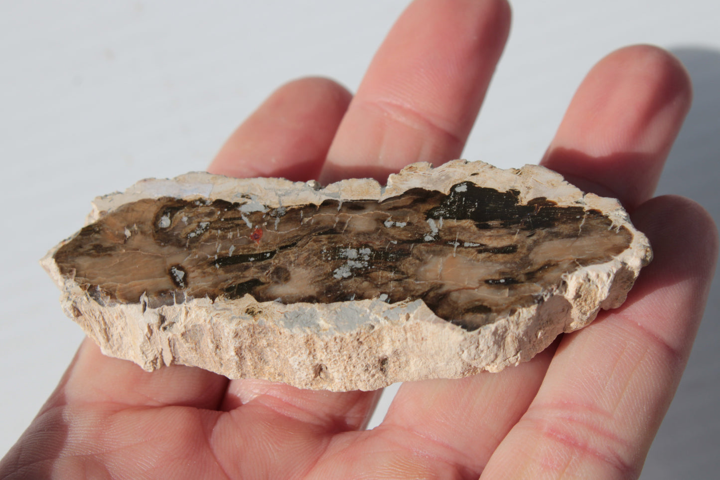 Petrified Wood slice from Madagascar 60g Rocks and Things