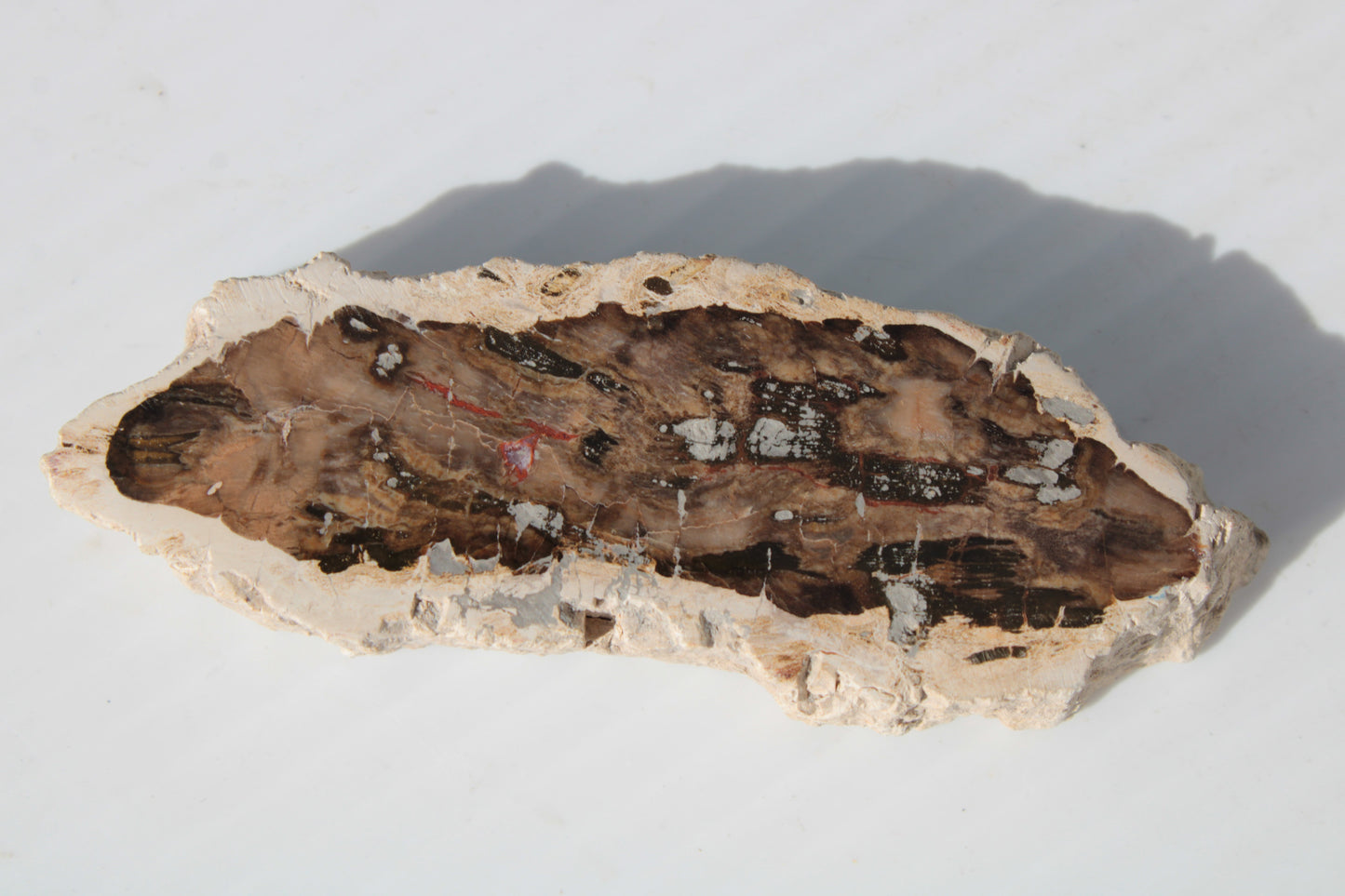 Petrified Wood slice from Madagascar 60g Rocks and Things
