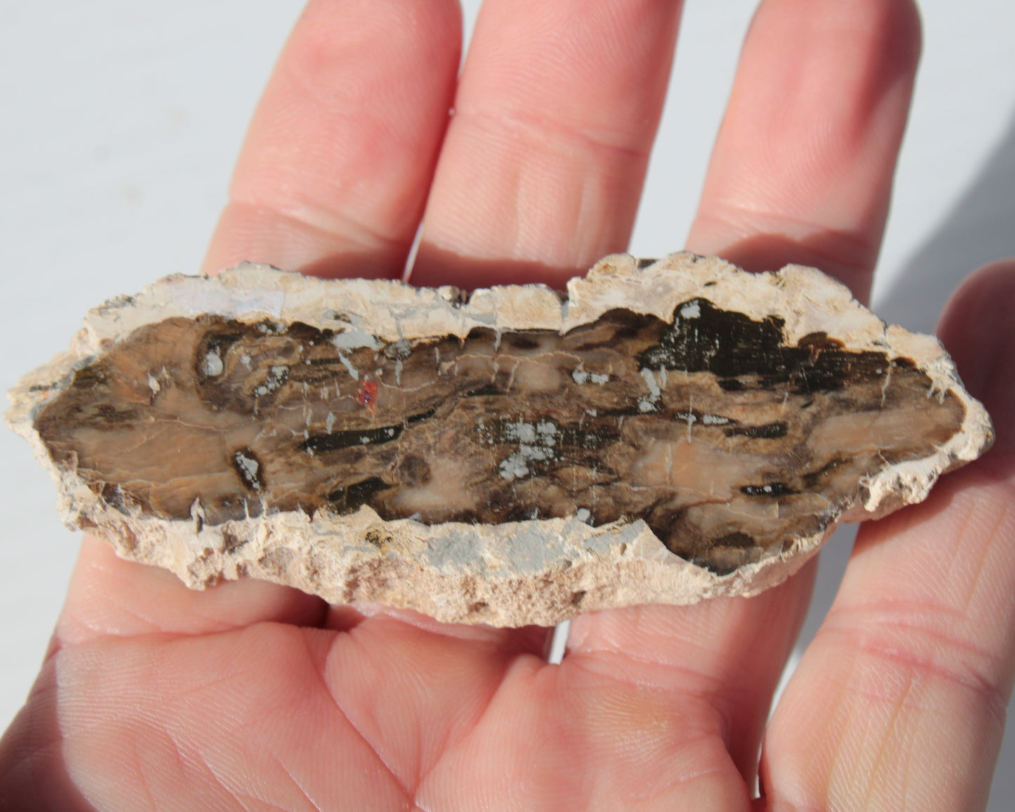 Petrified Wood slice from Madagascar 60g Rocks and Things