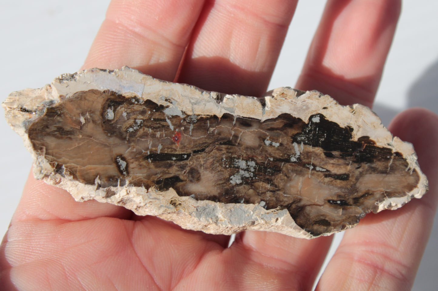 Petrified Wood slice from Madagascar 60g Rocks and Things
