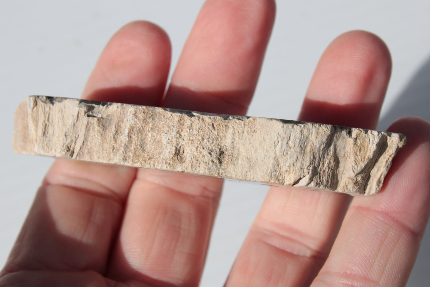 Petrified Wood slice from Madagascar 60g Rocks and Things