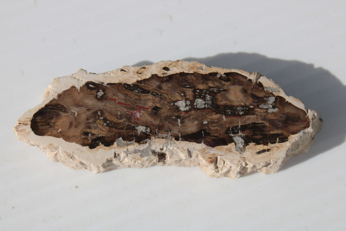 Petrified Wood slice from Madagascar 60g Rocks and Things