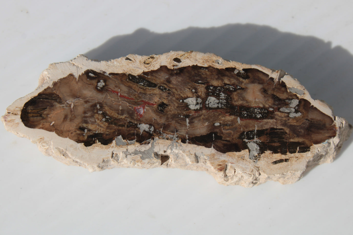 Petrified Wood slice from Madagascar 60g Rocks and Things