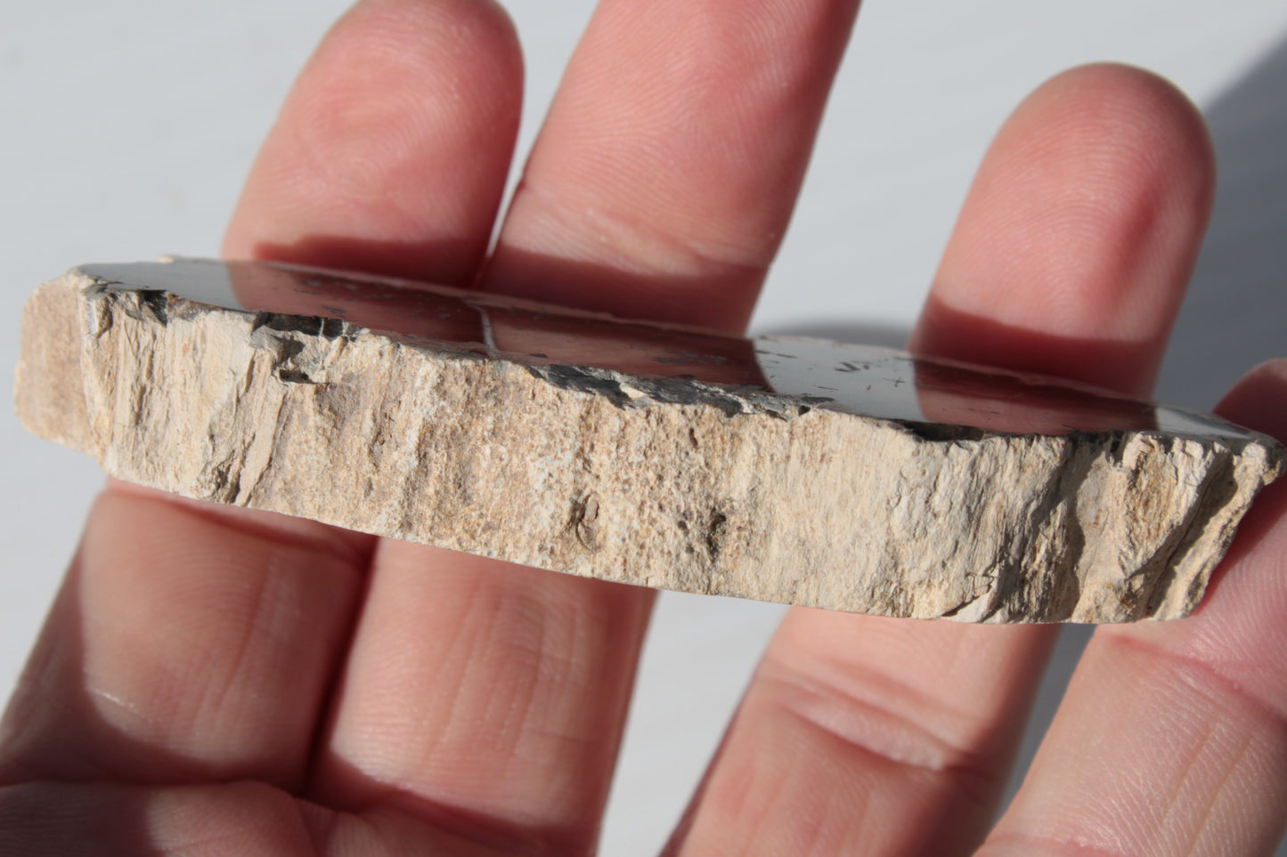 Petrified Wood slice from Madagascar 60g Rocks and Things