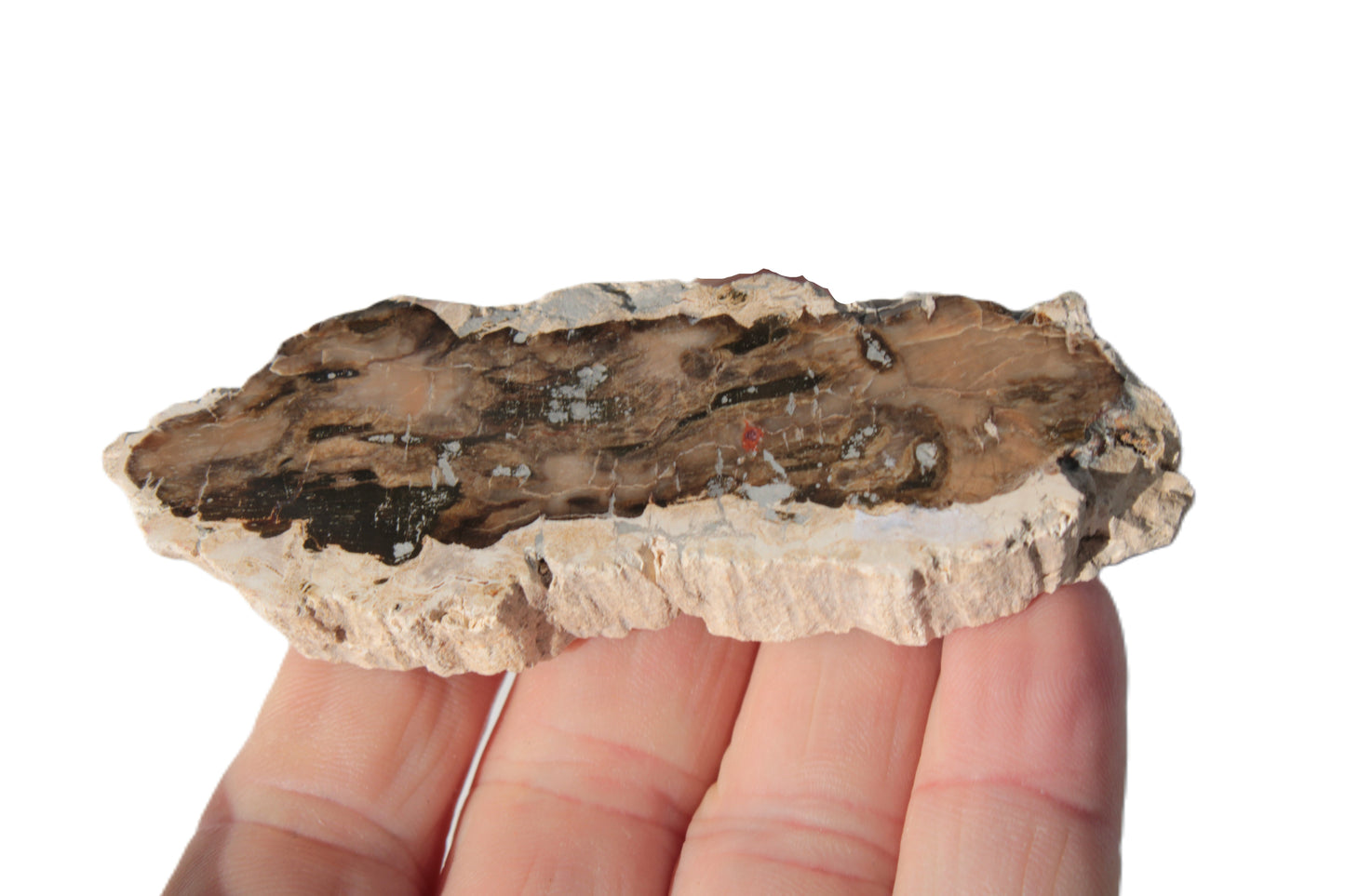 Petrified Wood slice from Madagascar 60g Rocks and Things