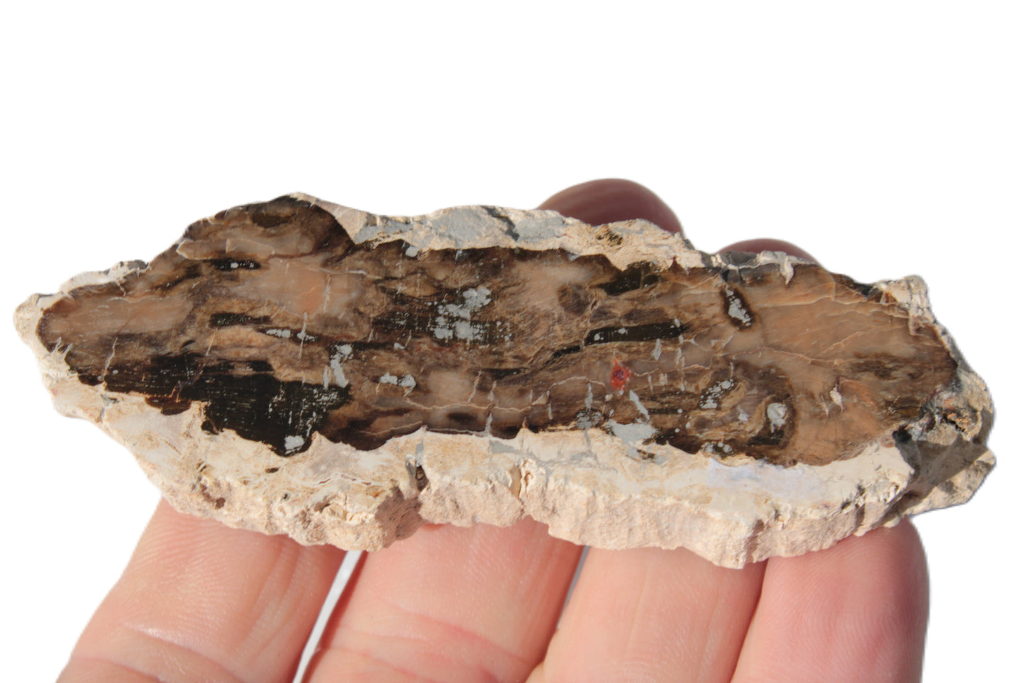 Petrified Wood slice from Madagascar 60g Rocks and Things