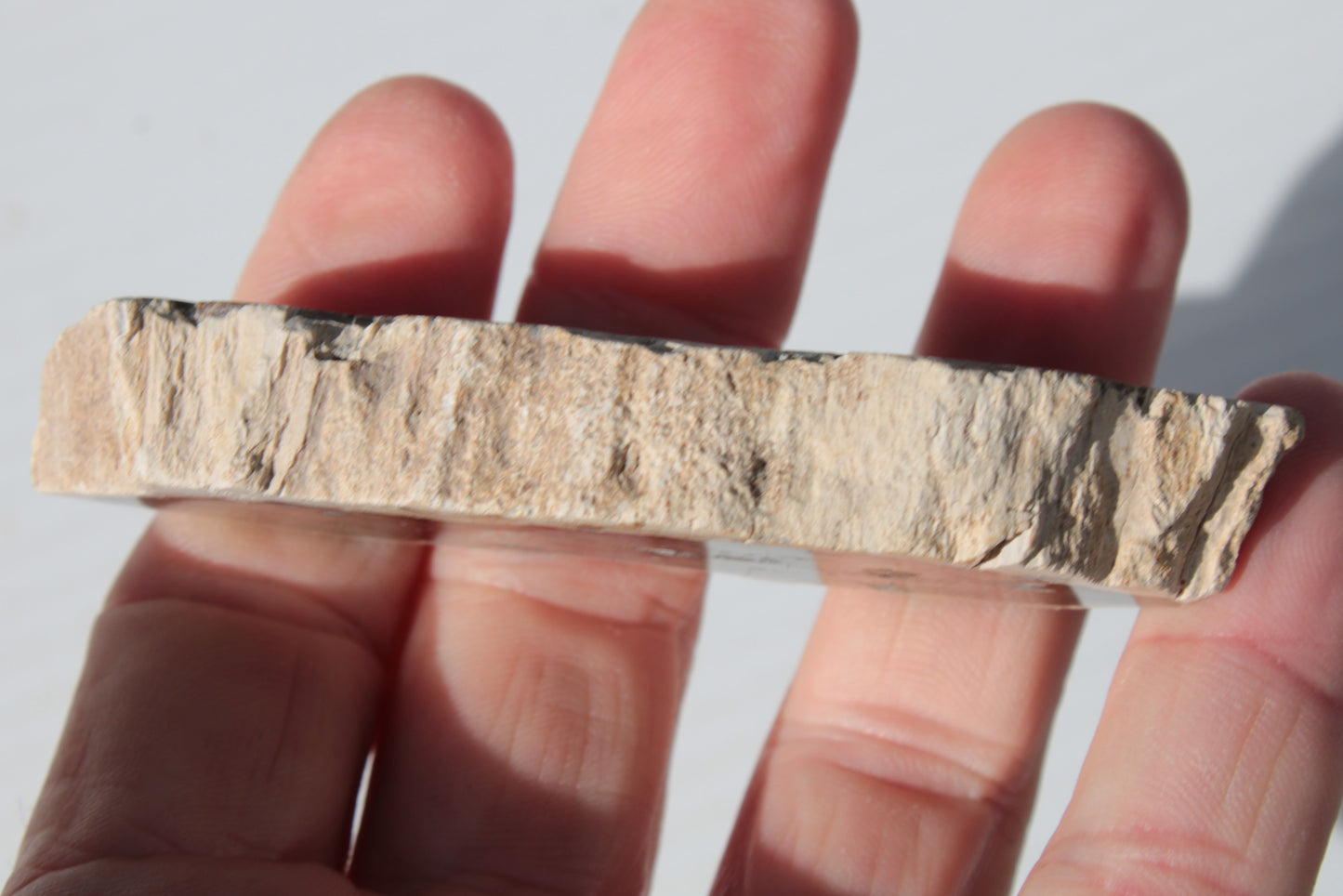 Petrified Wood slice from Madagascar 60g Rocks and Things