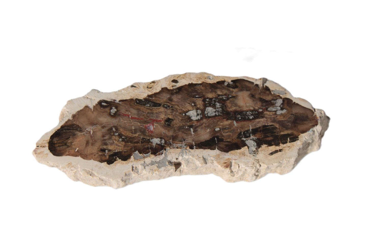 Petrified Wood slice from Madagascar 60g Rocks and Things