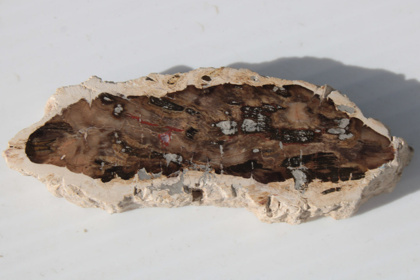 Petrified Wood slice from Madagascar 60g Rocks and Things