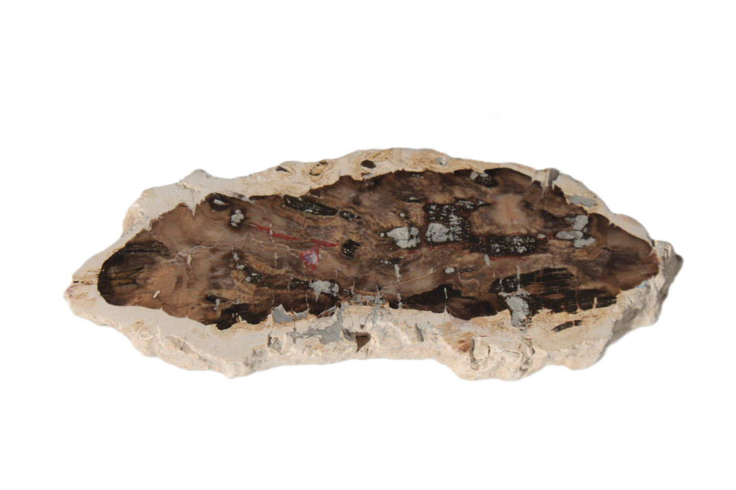 Petrified Wood slice from Madagascar 60g Rocks and Things