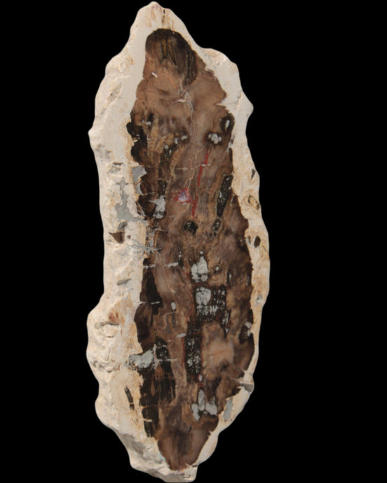 Petrified Wood slice from Madagascar 60g - Rocks and Things Store