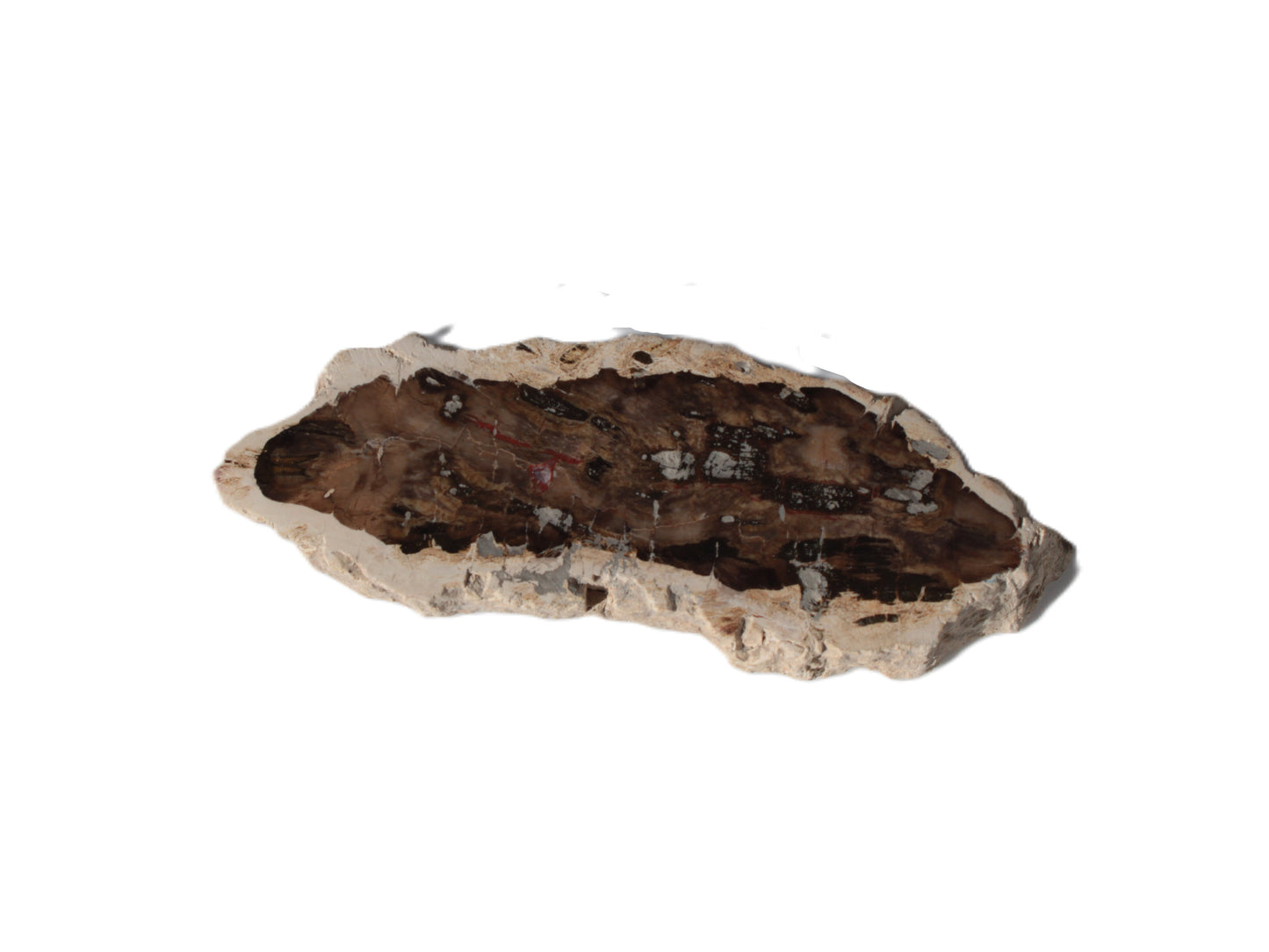 Petrified Wood slice from Madagascar 60g Rocks and Things