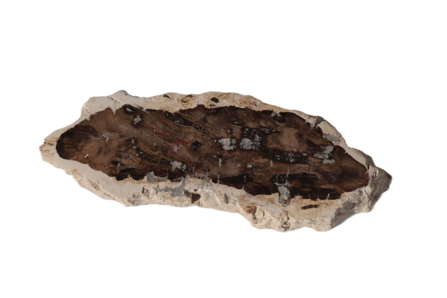 Petrified Wood slice from Madagascar 60g Rocks and Things