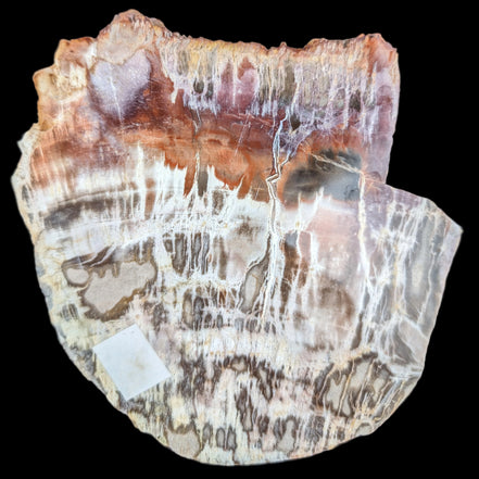 Petrified Wood slice from Madagascar  373g in sunlight - Rocks and Things Store