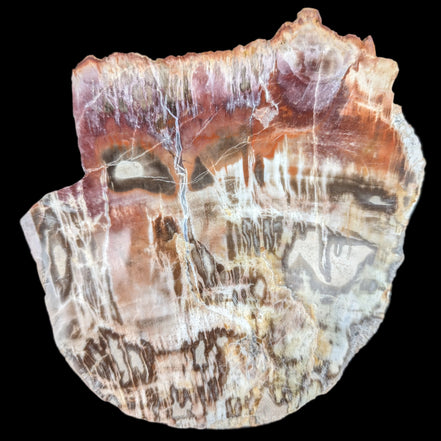 Petrified Wood slice from Madagascar  373g in sunlight - Rocks and Things Store