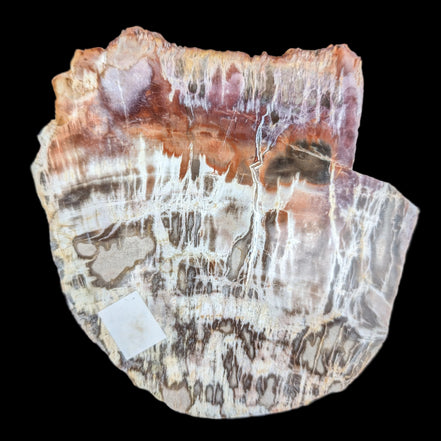 Petrified Wood slice from Madagascar  373g in sunlight - Rocks and Things Store
