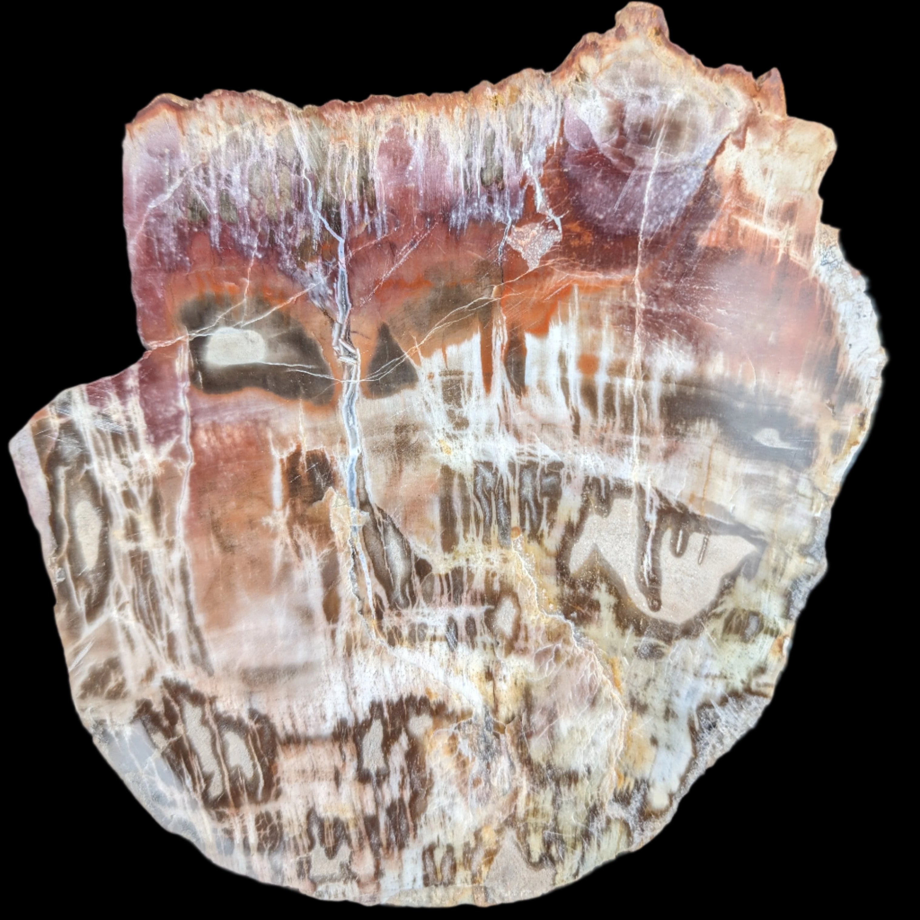 Petrified Wood slice from Madagascar  373g in sunlight - Rocks and Things Store