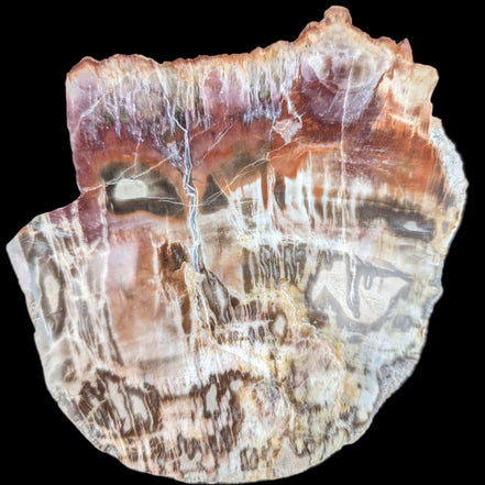 Petrified Wood slice from Madagascar  373g in sunlight - Rocks and Things Store