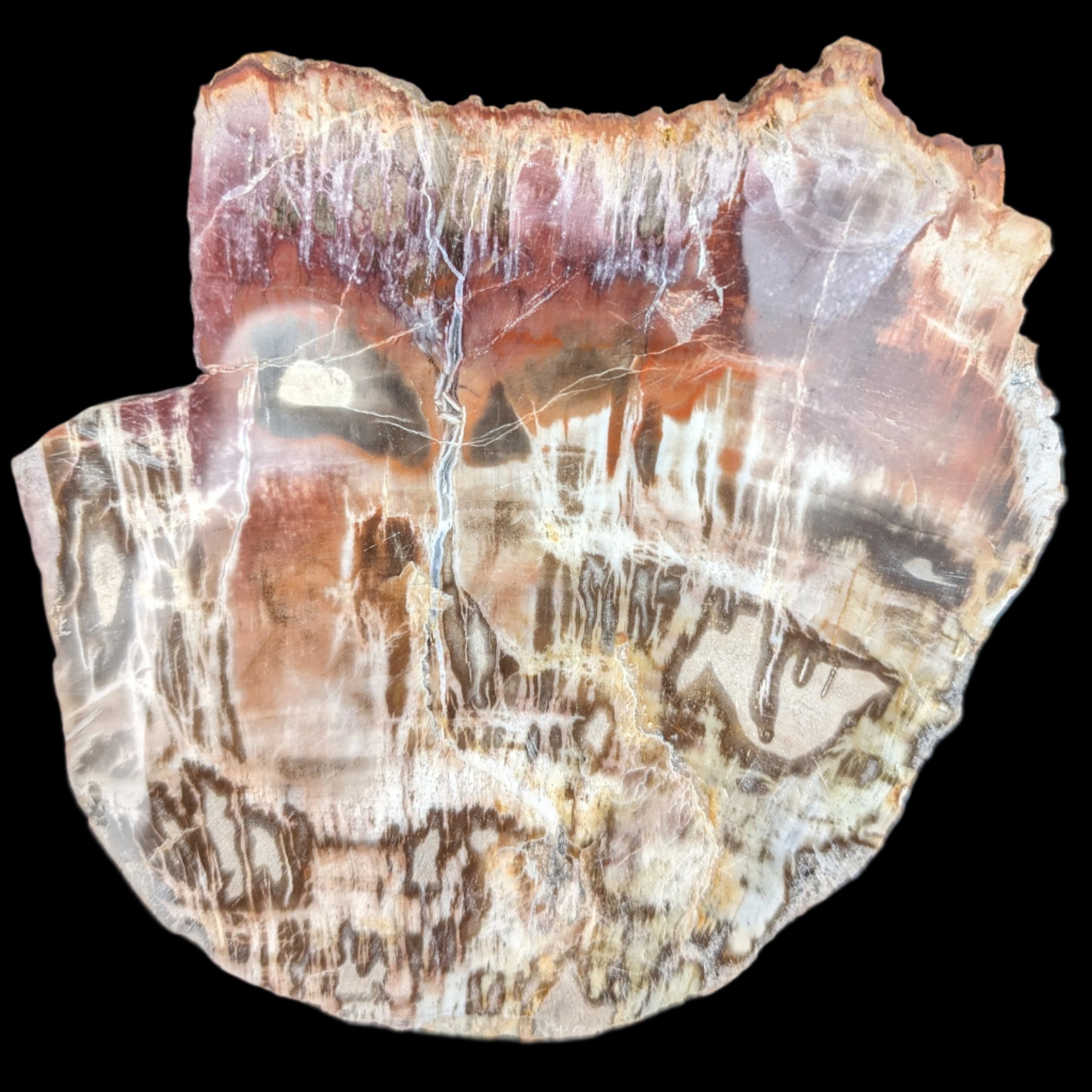 Petrified Wood slice from Madagascar  373g in sunlight - Rocks and Things Store