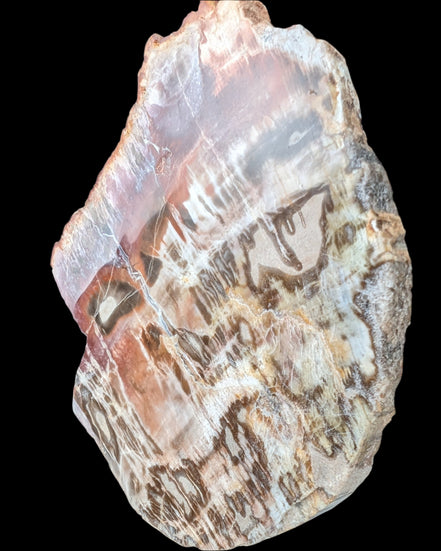 Petrified Wood slice from Madagascar 373g Rocks and Things