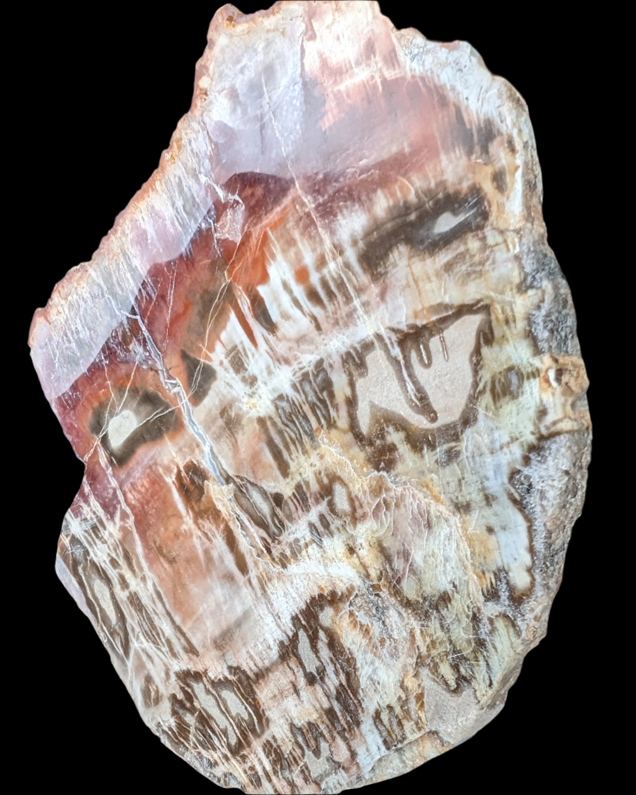 Petrified Wood slice from Madagascar  373g in sunlight - Rocks and Things Store