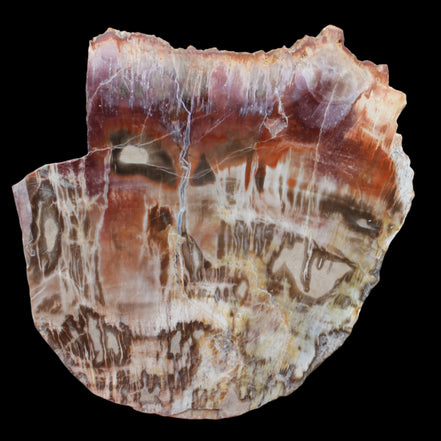 Petrified Wood slice from Madagascar  373g in sunlight - Rocks and Things Store