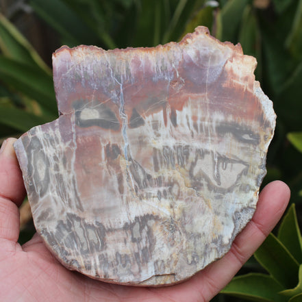 Petrified Wood slice from Madagascar 373g Rocks and Things