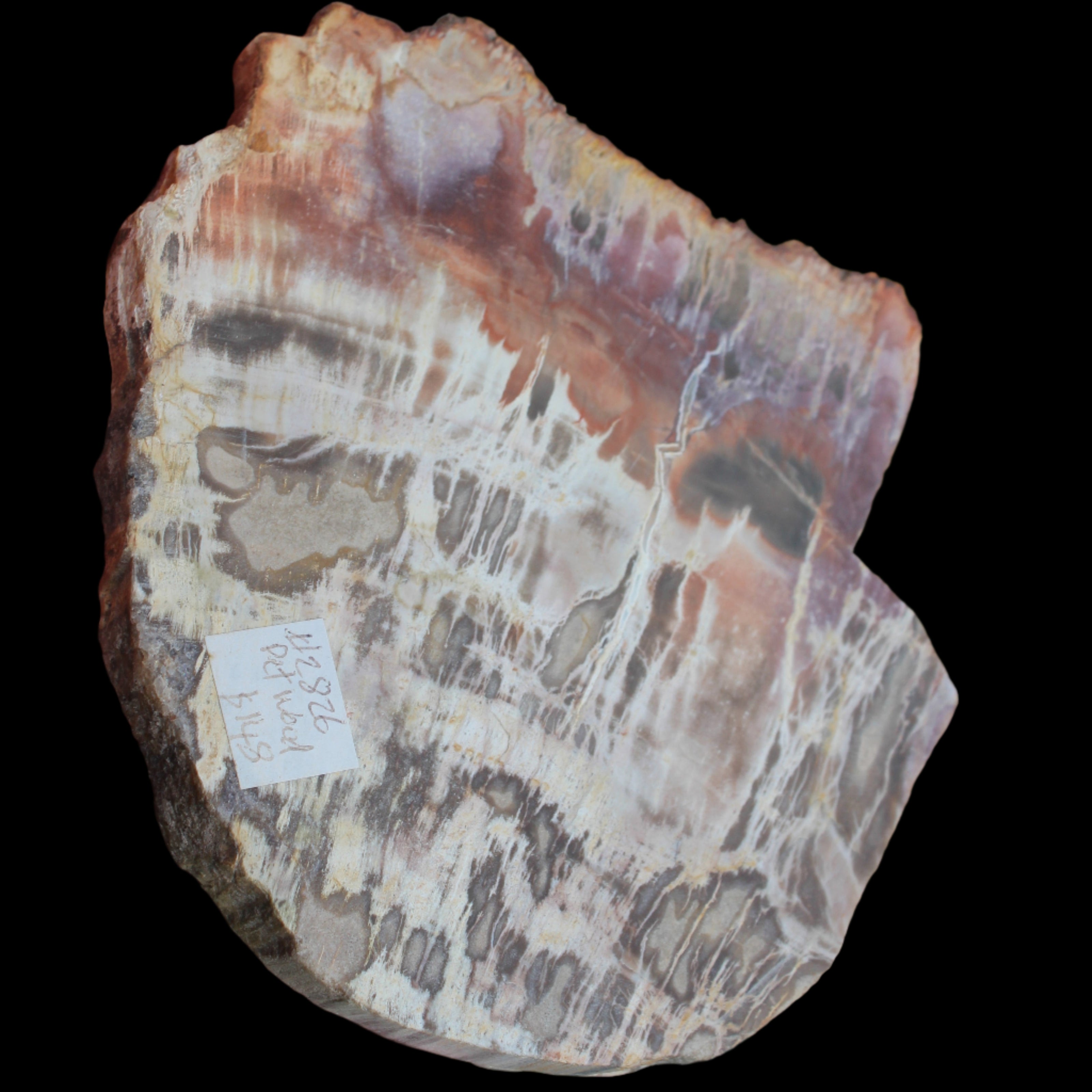 Petrified Wood slice from Madagascar  373g in sunlight - Rocks and Things Store