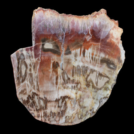 Petrified Wood slice from Madagascar  373g in sunlight - Rocks and Things Store