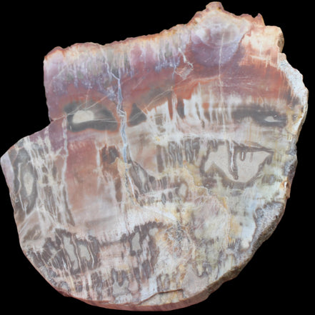 Petrified Wood slice from Madagascar  373g in sunlight - Rocks and Things Store