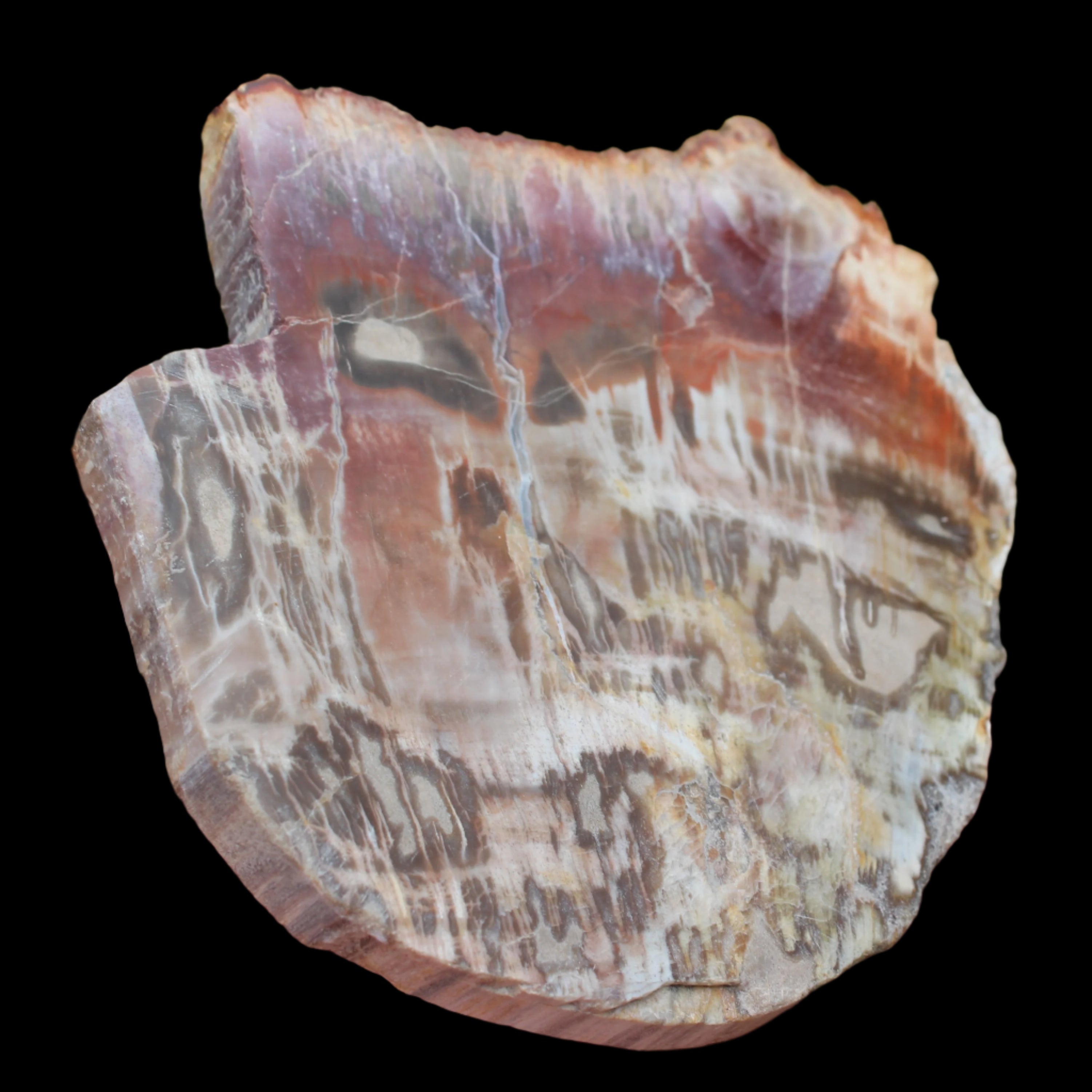 Petrified Wood slice from Madagascar  373g in sunlight - Rocks and Things Store