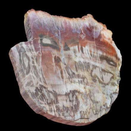 Petrified Wood slice from Madagascar  373g in sunlight - Rocks and Things Store
