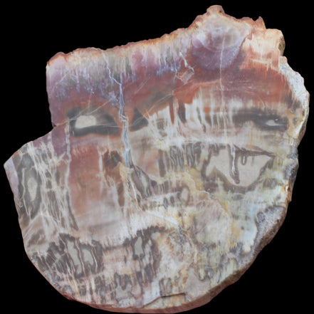 Petrified Wood slice from Madagascar  373g in sunlight - Rocks and Things Store