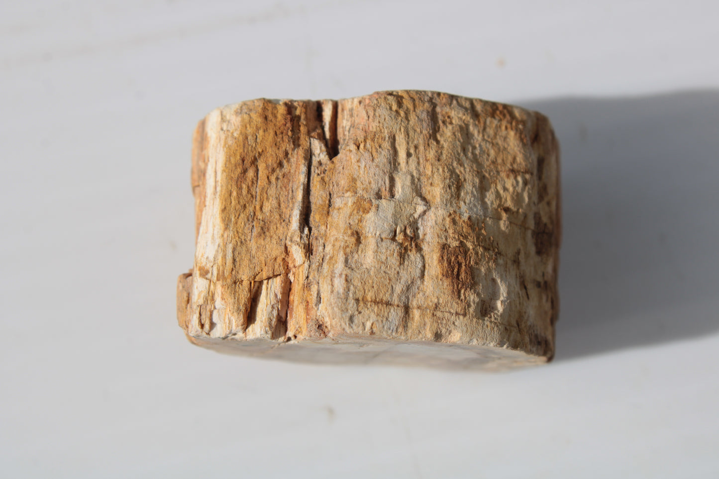 Petrified Wood Fossil slice from Madagascar 58g Rocks and Things