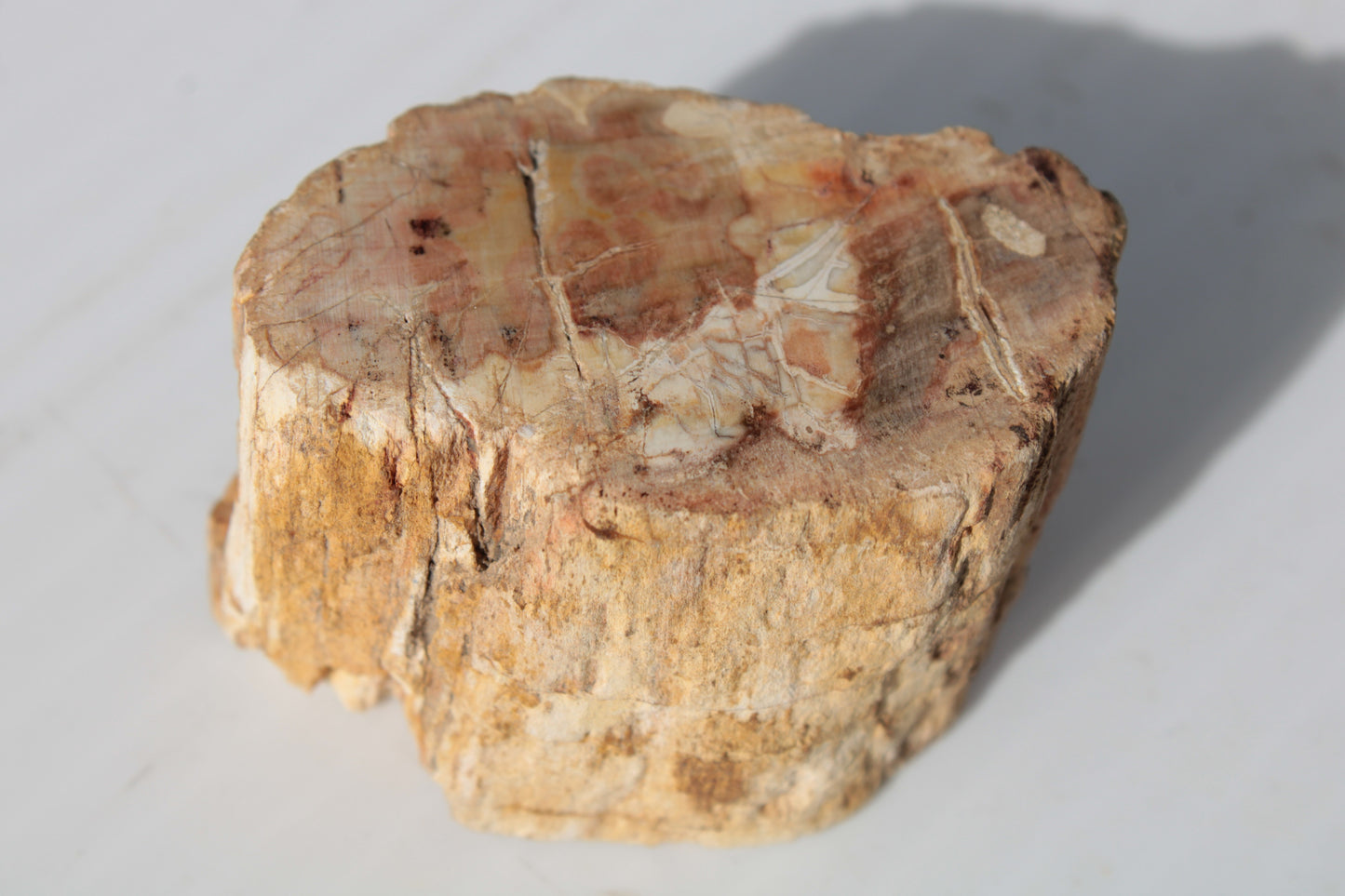 Petrified Wood Fossil slice from Madagascar 58g Rocks and Things