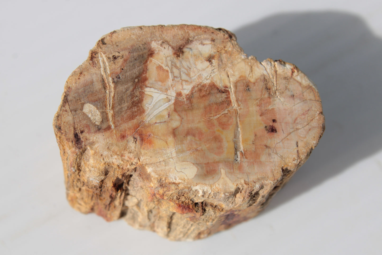 Petrified Wood Fossil slice from Madagascar 58g Rocks and Things