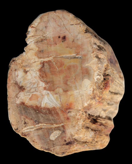 Petrified Wood Fossil slice from Madagascar 58g in sunlight - Rocks and Things Store