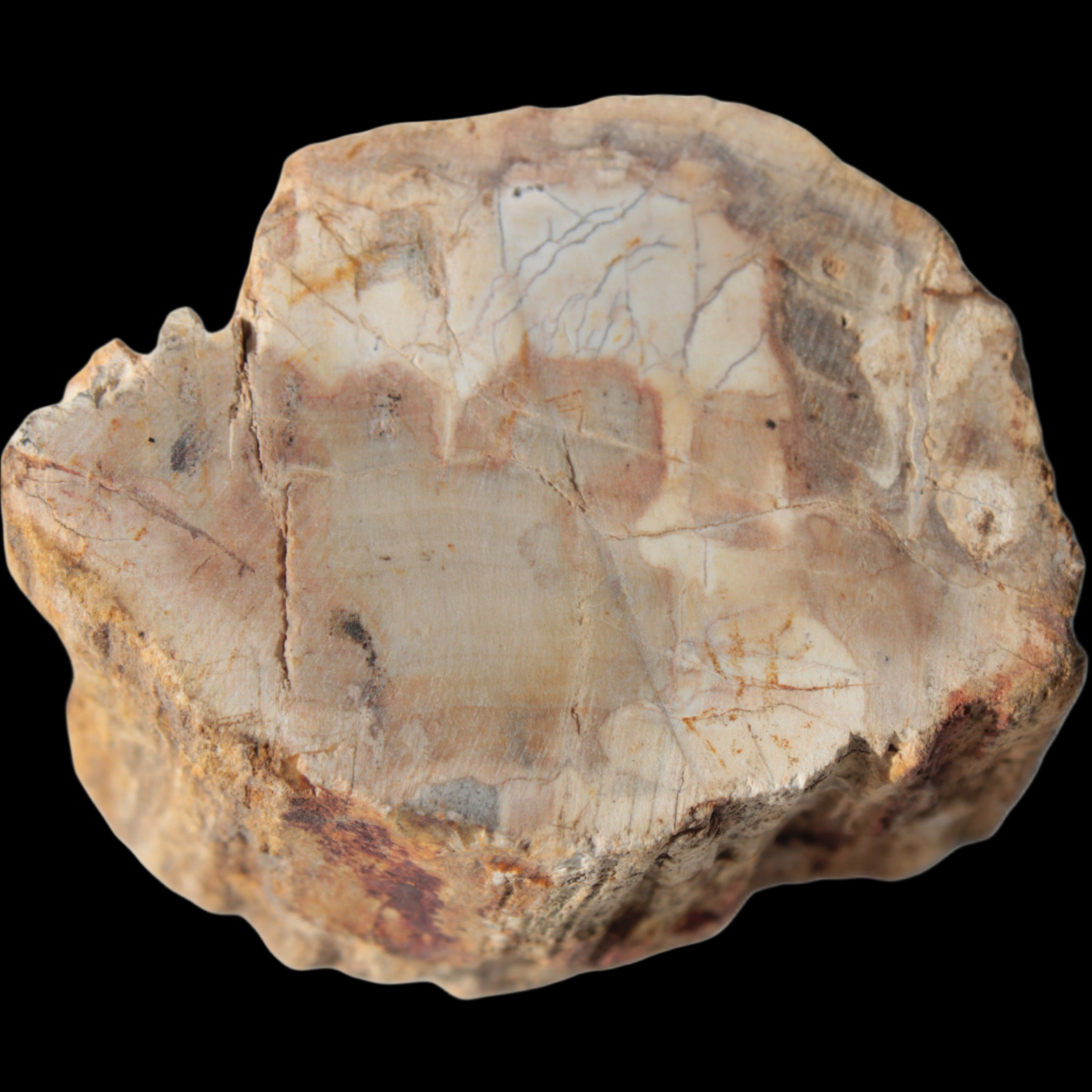 Petrified Wood Fossil slice from Madagascar 58g in sunlight - Rocks and Things Store