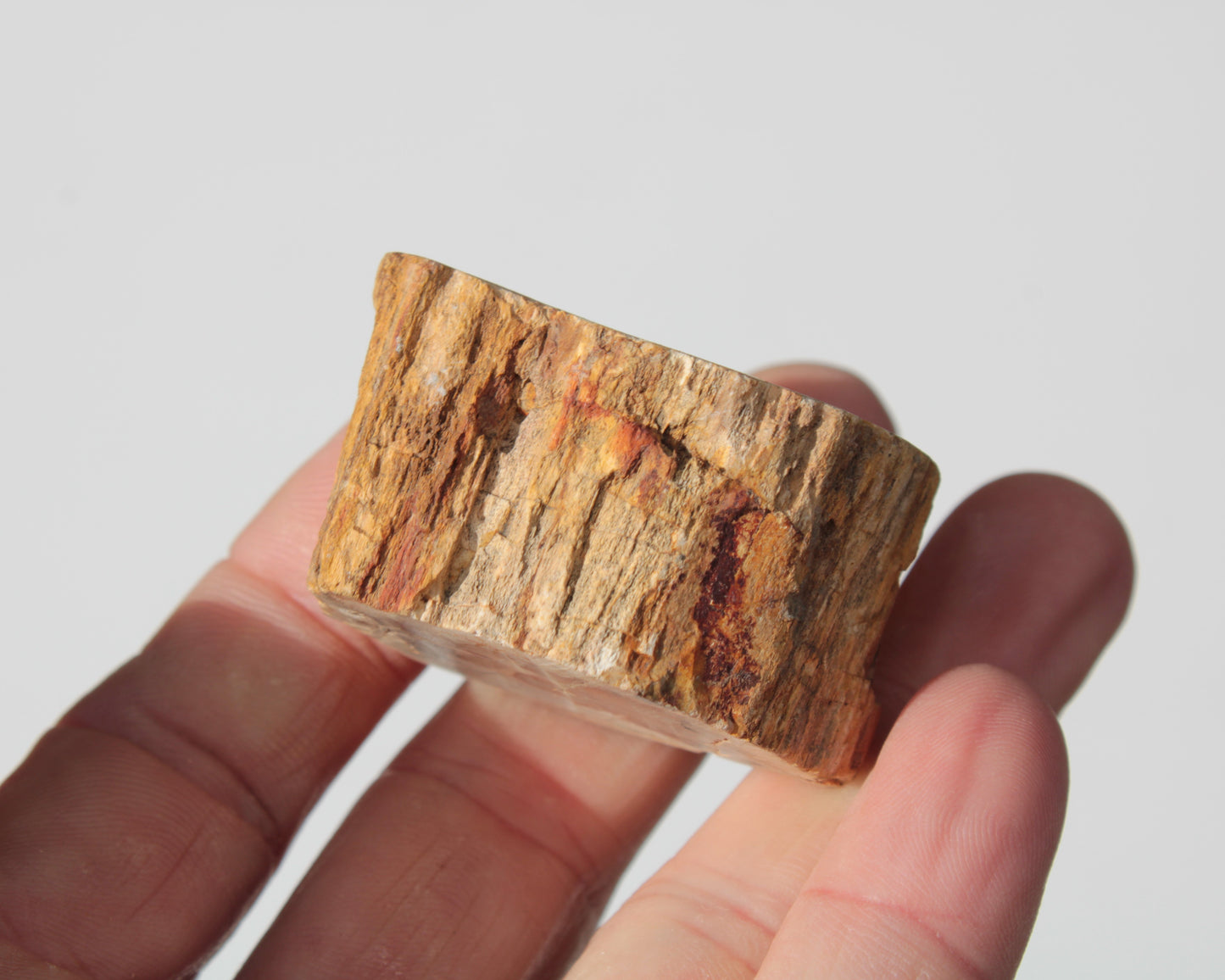 Petrified Wood Fossil slice from Madagascar 58g Rocks and Things
