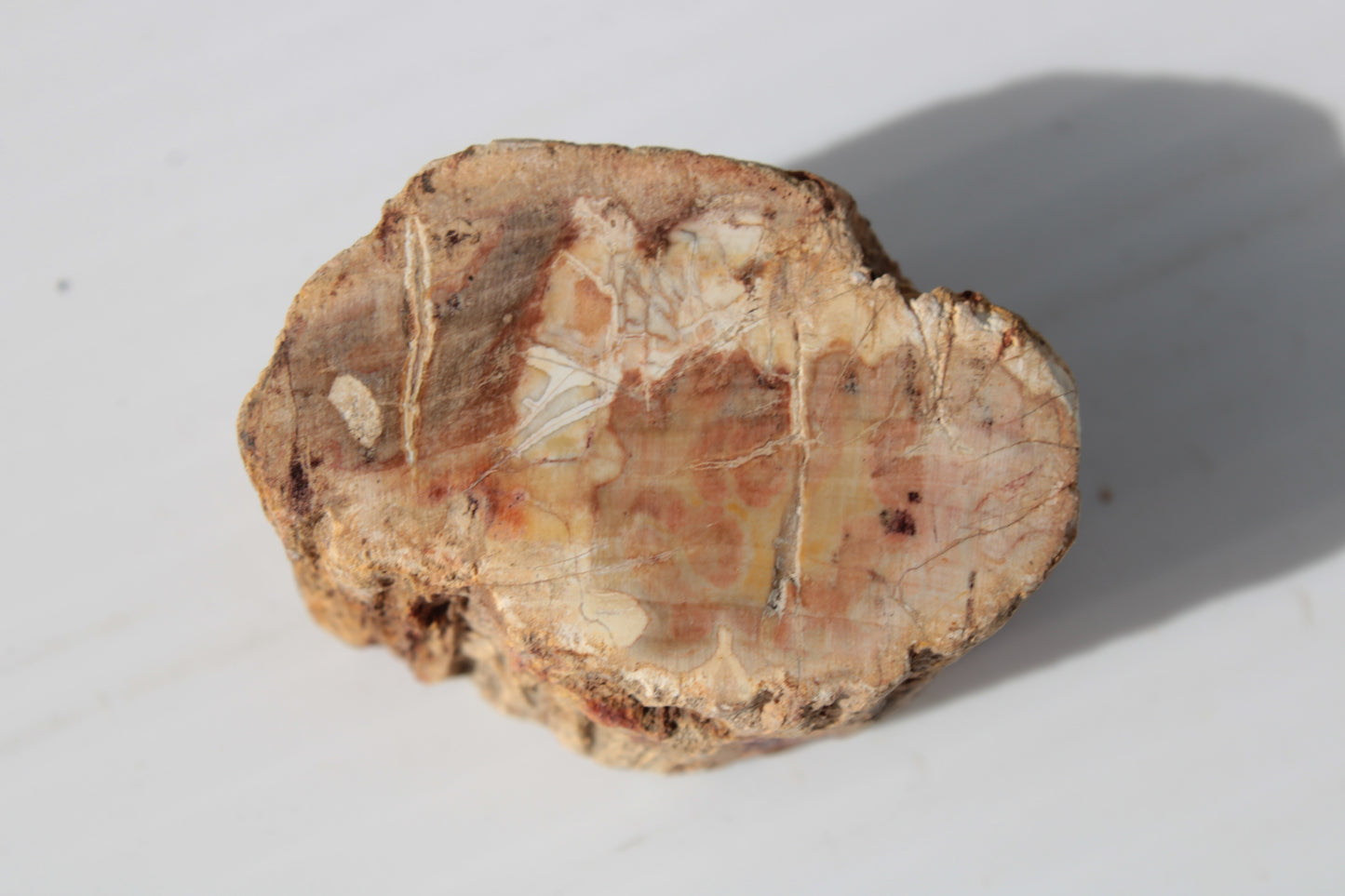 Petrified Wood Fossil slice from Madagascar 58g Rocks and Things