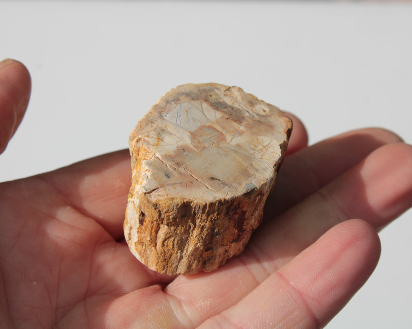 Petrified Wood Fossil slice from Madagascar 58g Rocks and Things