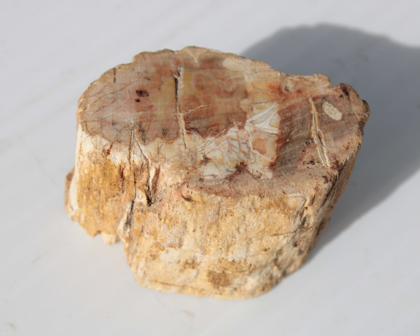 Petrified Wood Fossil slice from Madagascar 58g Rocks and Things