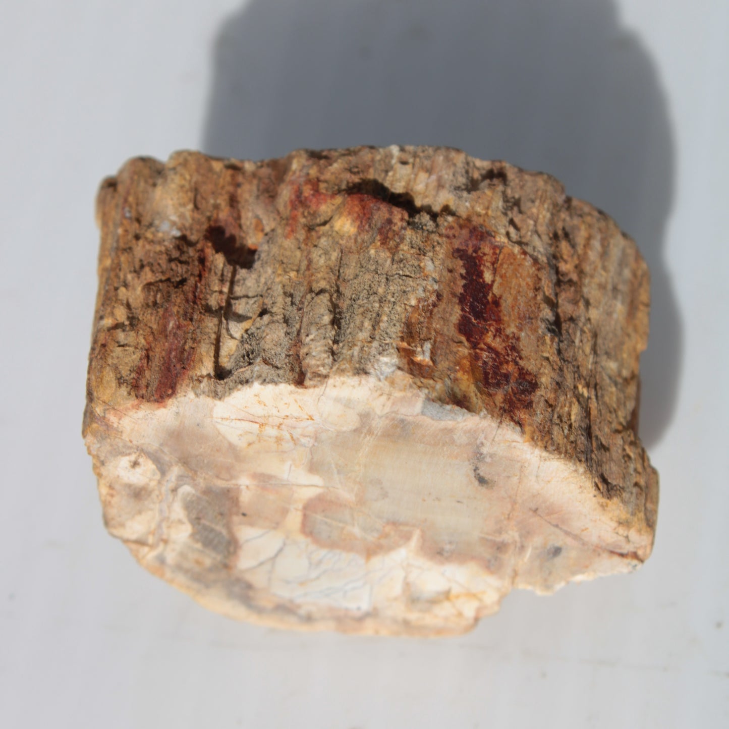 Petrified Wood Fossil slice from Madagascar 58g Rocks and Things