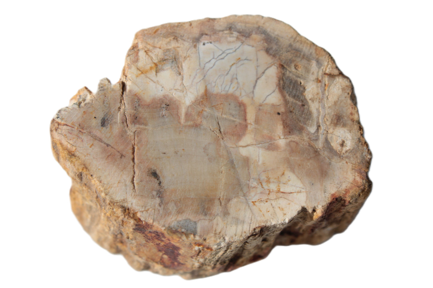 Petrified Wood Fossil slice from Madagascar 58g Rocks and Things