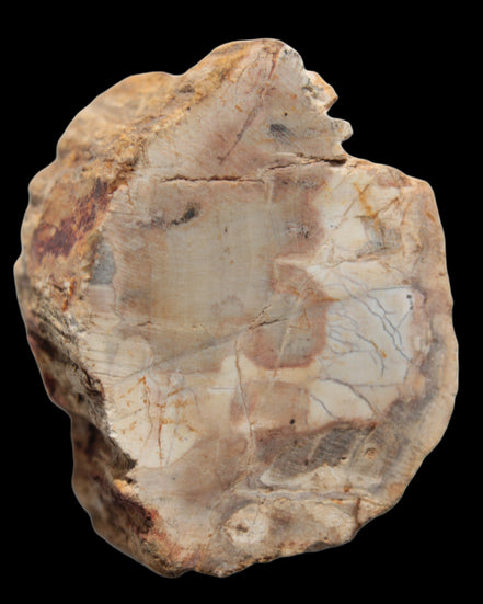 Petrified Wood Fossil slice from Madagascar 58g in sunlight - Rocks and Things Store