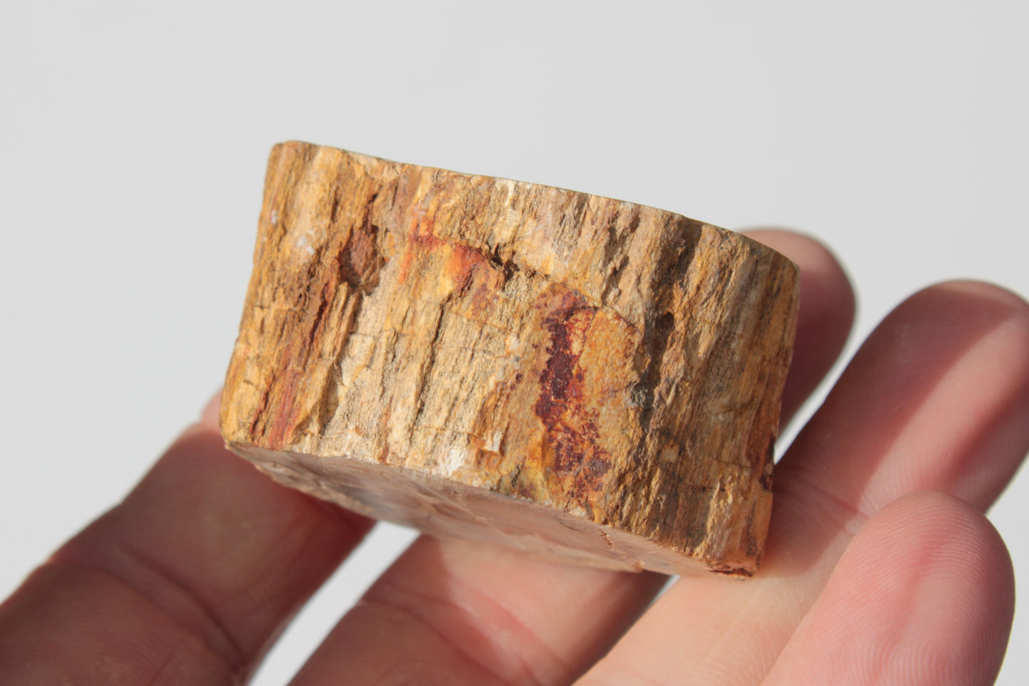 Petrified Wood Fossil slice from Madagascar 58g Rocks and Things