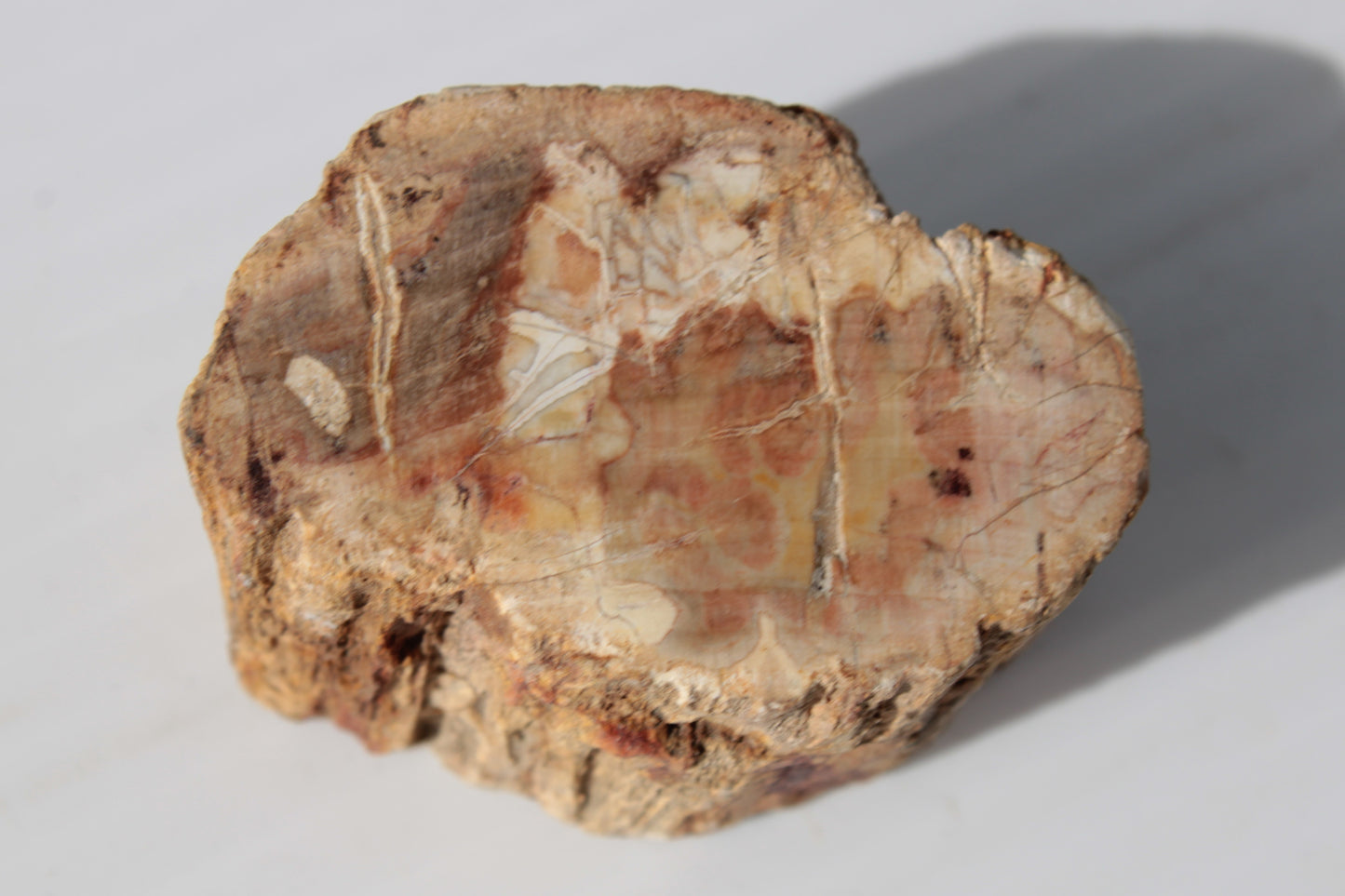 Petrified Wood Fossil slice from Madagascar 58g Rocks and Things